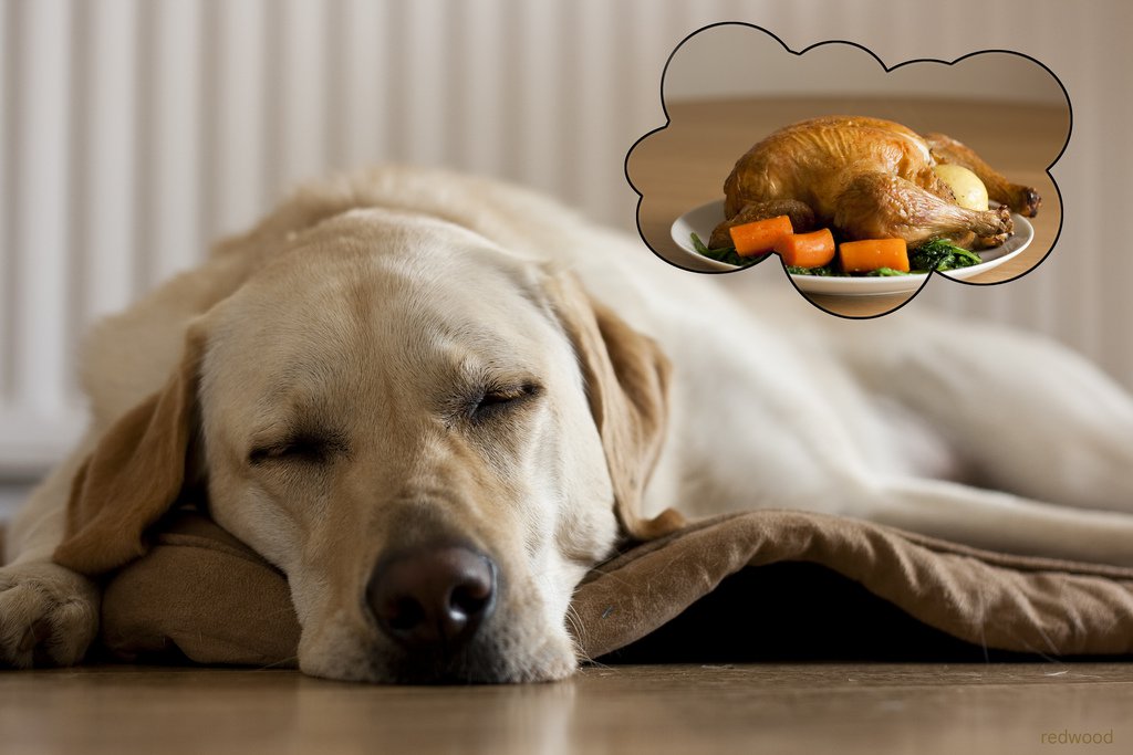🍗🍩🌰🍻8 Thanksgiving Day Foods That Can Kill Your Dog🍻🌰🍩🍗